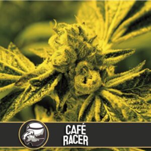 9 UND FEM - CAFE RACER * BLIMBURN SEEDS 9 UND FEMINIZADAS