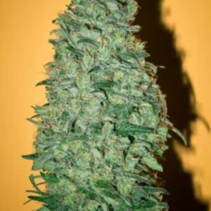 3 UND FEM - CALIFORNIA DREAM * MANDALA SEEDS 3 UND FEMINIZADAS