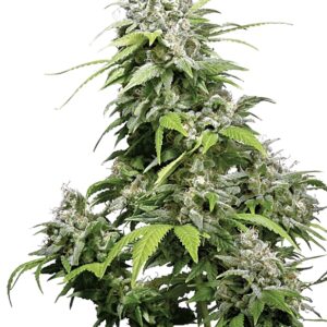10 UND REG - CALIFORNIA INDICAﾮ * SENSI SEEDS 10 UND REG
