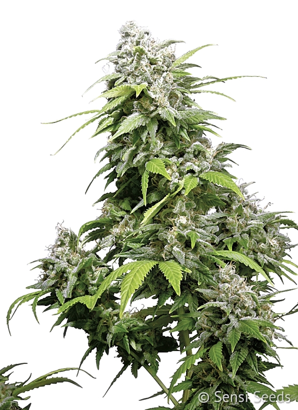 3 UND FEM - CALIFORNIA INDICA ﾮ * SENSI SEEDS FEMINIZADA 3 UND