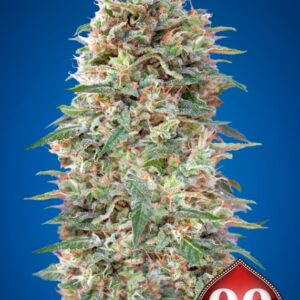 5 UND FEM - CALIFORNIA KUSH * 00SEEDS 5 UND FEMINIZADAS