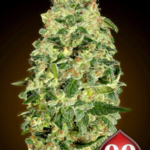 100 UND FEM - AUTO CALIFORNIA KUSH * 00SEEDS 100 UND FEMINIZADAS