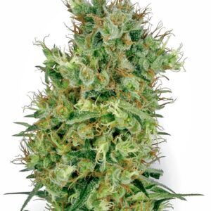 10 UND REG - CALIFORNIA ORANGE BUD * SENSI WHITE LABEL 10 UND REGULARES