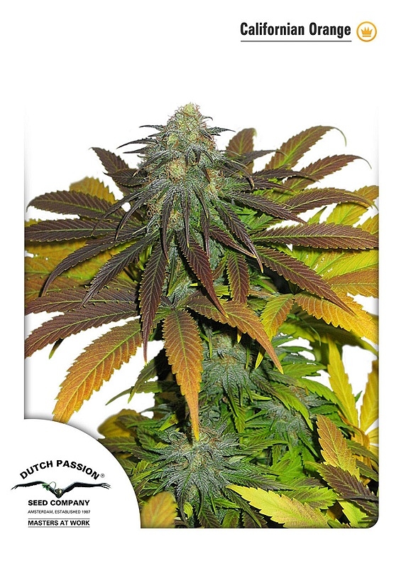 3 UND FEM - CALIFORNIAN ORANGE ﾮ * DUTCH PASSION 3 UND FEMINIZADAS