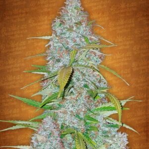 10 UND FEM - CALIFORNIAN SNOW * FASTBUDS SEEDS FEMINIZADA 10 UND