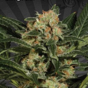5 UND FEM - CANDY KUSH * AUTO SEEDS 5 UND FEMINIZADAS
