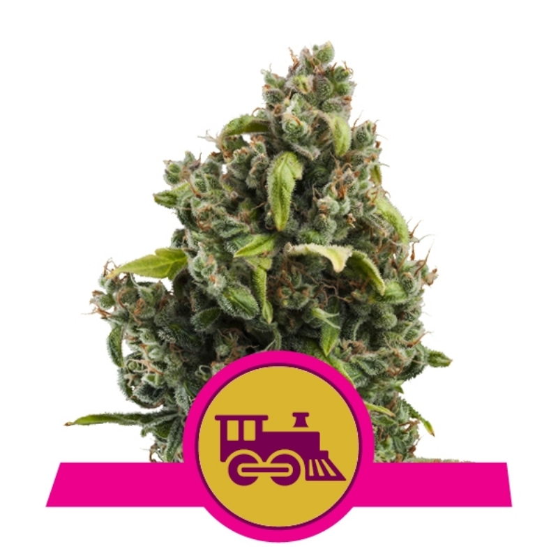 10 UND FEM - CANDY KUSH EXPRESS-FAST * ROYAL QUEEN FEMINIZADA 10 UND