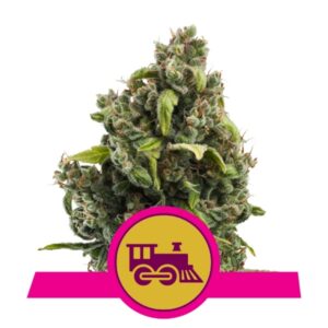 100 UND FEM - CANDY KUSH EXPRESS-FAST * ROYAL QUEEN 100 UND FEMINIZADAS