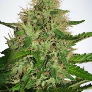 2 UND FEM - CANNABIS LIGHT * MINISTRY SEEDS 2 UND FEMINIZADAS