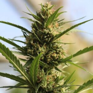 3 UND FEM - CANNABOOM CBD+ * ORIGINAL SENSIBLE 3 UND FEM