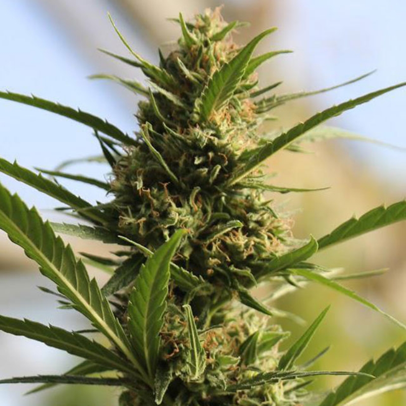 1 UND FEM - CANNABOOM CBD+ * ORIGINAL SENSIBLE 1 UNF FEM