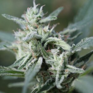 10 UND FEM - CANNAFUEL CBD+ *ORIGINAL SENSIBLE 10 UND FEM