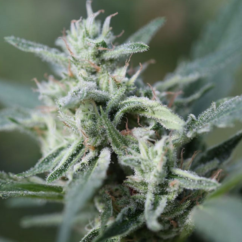 25 UND FEM - CANNAFUEL CBD+ * ORIGINAL SENSIBLE 25 UND FEMINIZADA