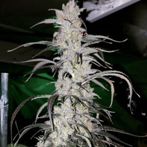 10 UND FEM - CANNATONIC  * RESIN SEEDS 10 UND FEMINIZADAS