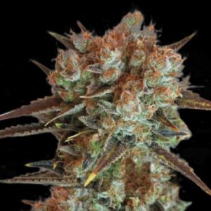 10 UND FEM - CARAMEL  KING * BULK SEED 10 UND FEM