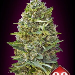 5 UND FEM - CARAMEL KUSH * 00SEEDS 5 UND FEMINIZADAS