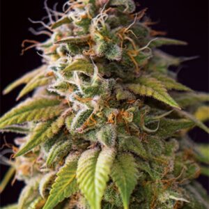 3 UND FEM - CARAMEL MONSTER * VISION SEEDS 3 UND FEM