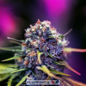 25 UND FEM - CARAMELICE CBD * POSITRONICS 25 UND FEMINIZADAS