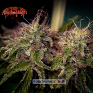 1 UND FEM - CARAMELICE * POSITRONICS 1 UND FEMINIZADA