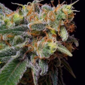 5 UND FEM - CARAMELICIOUS * THE BULLDOG SEEDS 5 UND FEM