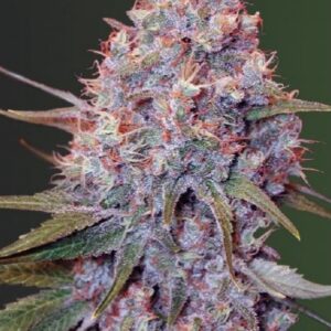 5 UND FEM - CARAMELINO * VICTORY SEEDS FEMINIZADA 5 UND