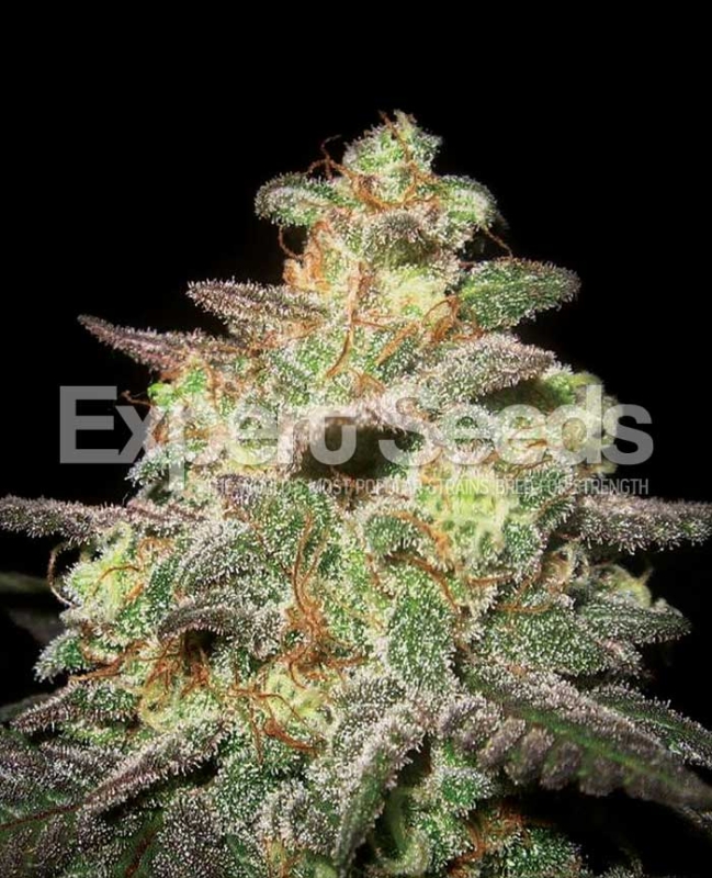 1 UND FEM - CARAMELLA AUTO * EXPERT SEEDS 1 UND FEMINIZADA