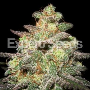 25 UND FEM - CARAMELLA AUTO * EXPERT SEEDS 25 UND FEMINIZADAS