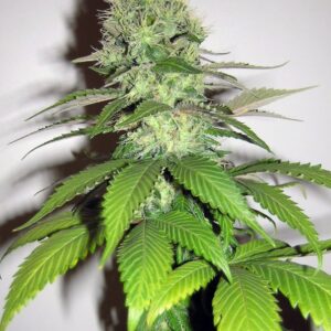 3 UND FEM - CARAMELLA * HOMEGROWN FANTASEEDS 3 UND FEMINIZADAS