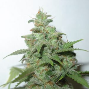 3 UND FEM - CARAMMELLA AUTO * HOMEGROWN FANTASEEDS FEM 3 UND
