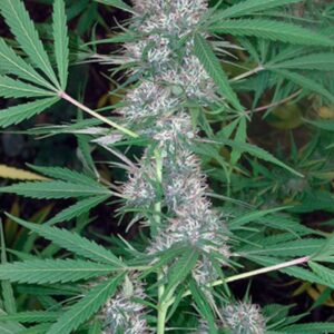 10 UND REG - CARIBE  * CANNABIOGEN