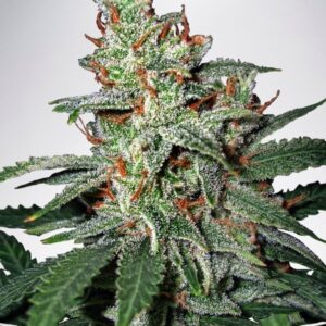 2 UND FEM - CARNIVAL * MINISTRY SEEDS 2 UND FEMINIZADAS