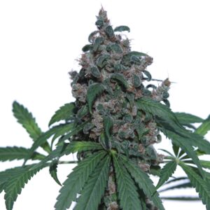 5 UND FEM - CASEUS * V ELEMENTUM 5 UND FEMINIZADAS