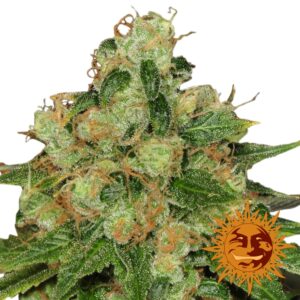 10 UND REG - CBD CARAMEL * BARNEY#S FARM REGULAR 10 UND