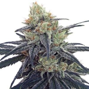 5 UND FEM - CBD #1 * ACE SEEDS 5 UND FEMINIZADAS