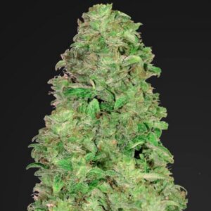 3 UND FEM - CBD AUTO 20:1 * FASTBUDS SEEDS FEMINIZADA 3 UND