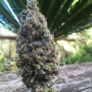 1 UND FEM - CBD AMNESIA 5 * CBD SEEDS 1 UND FEMINIZADA