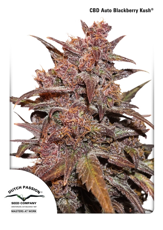 100 UND FEM - CBD AUTO BLACKBERRY KUSH ﾮ * DUTCH PASSION 100 UND FEMINIZADAS