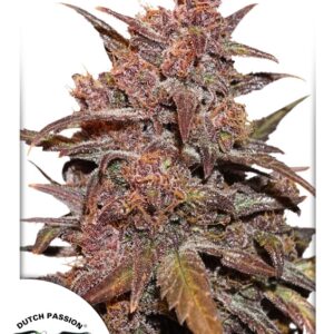 7 UND FEM - CBD AUTO BLACKBERRY KUSH ﾮ * DUTCH PASSION 7 UND FEMINIZADAS