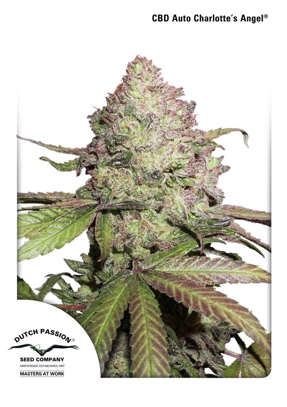 100 UND FEM - CBD AUTO CHARLOTTE'S ANGEL ﾮ * DUTCH PASSION FEMINIZADA 100 UND