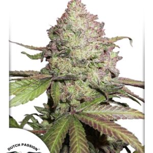 7 UND FEM - CBD AUTO CHARLOTTE'S ANGEL ﾮ * DUTCH PASSION 7 UND FEMINIZADAS