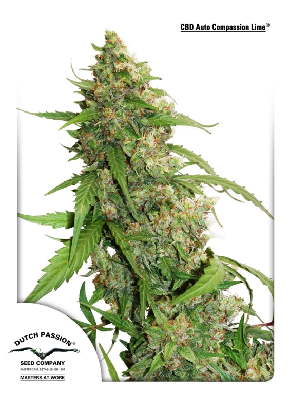 100 UND FEM - CBD AUTO COMPASSION LIME ﾮ * DUTCH PASSION FEMINIZADA 100 UND