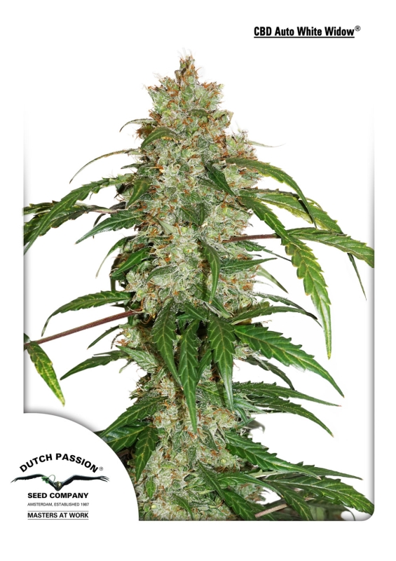 3 UND FEM - CBD AUTO WHITE WIDOW ﾮ * DUTCH PASSION 3 UND FEMINIZADAS