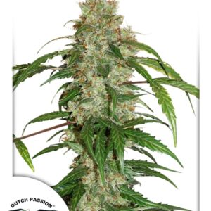 100 UND FEM - CBD AUTO WHITE WIDOW ﾮ * DUTCH PASSION FEMINIZADA 100 UND