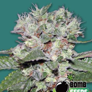 10 UND FEM - CBD BOMB * BOMB SEEDS 10 UND FEMINIZADAS