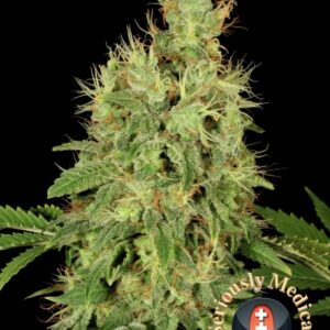 6 UND FEM - CBD CHRONIC * SERIOUS SEEDS 6 UND FEMINIZADAS