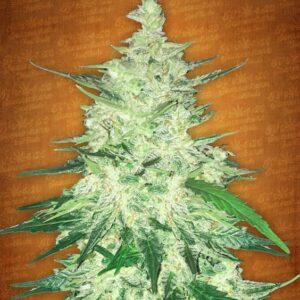 3 UND FEM - CBD CRACK * FASTBUDS SEEDS FEMINIZADA 3 UND