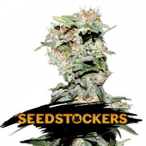 100 UND FEM - CBD CRITICAL XXL * SEEDSTOCKERS 100 UND FEMINIZADAS