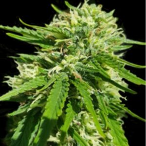 5 UND FEM - CBD GOOD WILD SHARK * BULK SEED 5 UND FEM