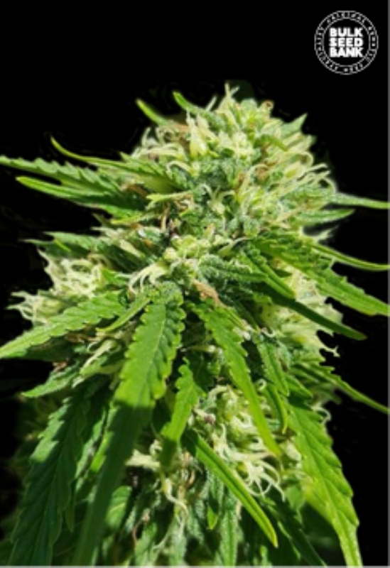 10 UND FEM - CBD GOOD WILD SHARK * BULK SEED 10 UND FEM