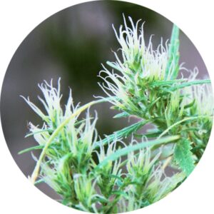 10 UND REG - CBD HAZE AUTO * TOP TAO SEEDS 10 UND REGULARES